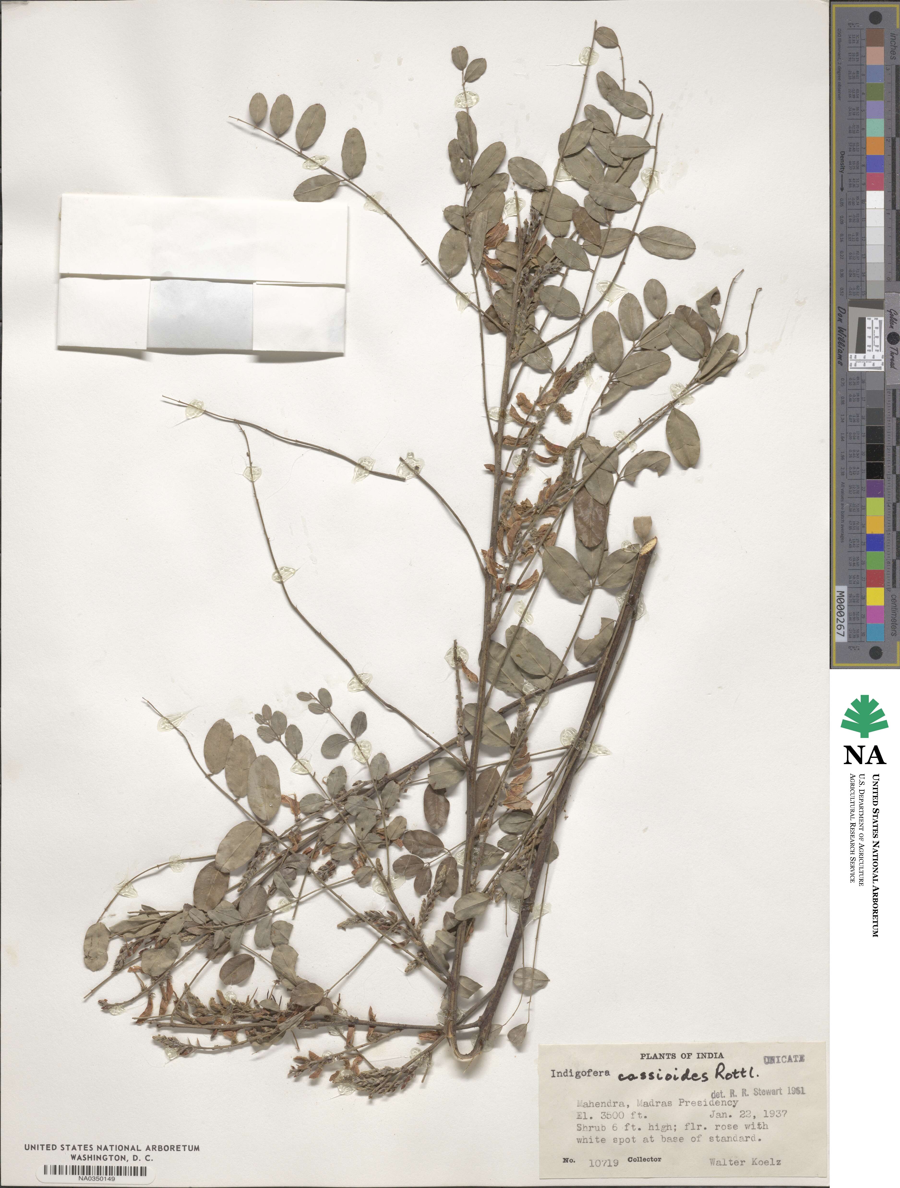 Indigofera cassioides image