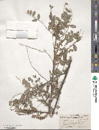 Indigofera cassioides image