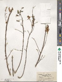 Indigofera cassioides image