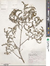 Indigofera dosua image