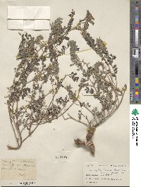 Indigofera dosua image