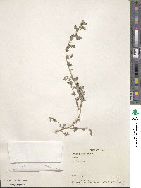 Indigofera linnaei image