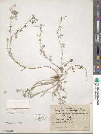 Indigofera linnaei image