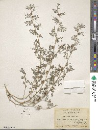 Indigofera linnaei image