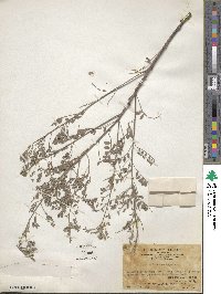 Indigofera linnaei image