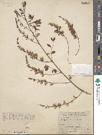 Indigofera fortunei image