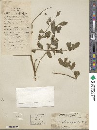 Indigofera galegoides image