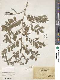 Indigofera galegoides image