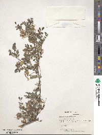 Indigofera heterantha image