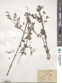 Indigofera heterantha image