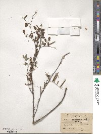 Indigofera heterantha image