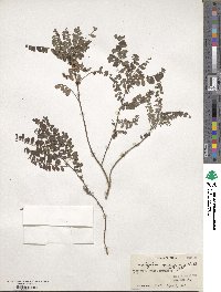 Indigofera heterantha image