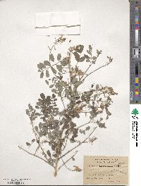 Indigofera heterantha image