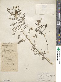 Indigofera heterantha image