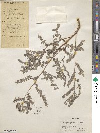 Indigofera heterantha image