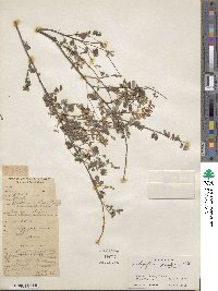 Indigofera heterantha image