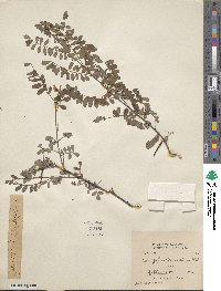 Indigofera heterantha image