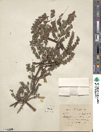 Indigofera heterantha image