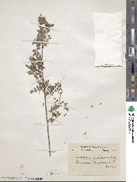 Indigofera heterantha image