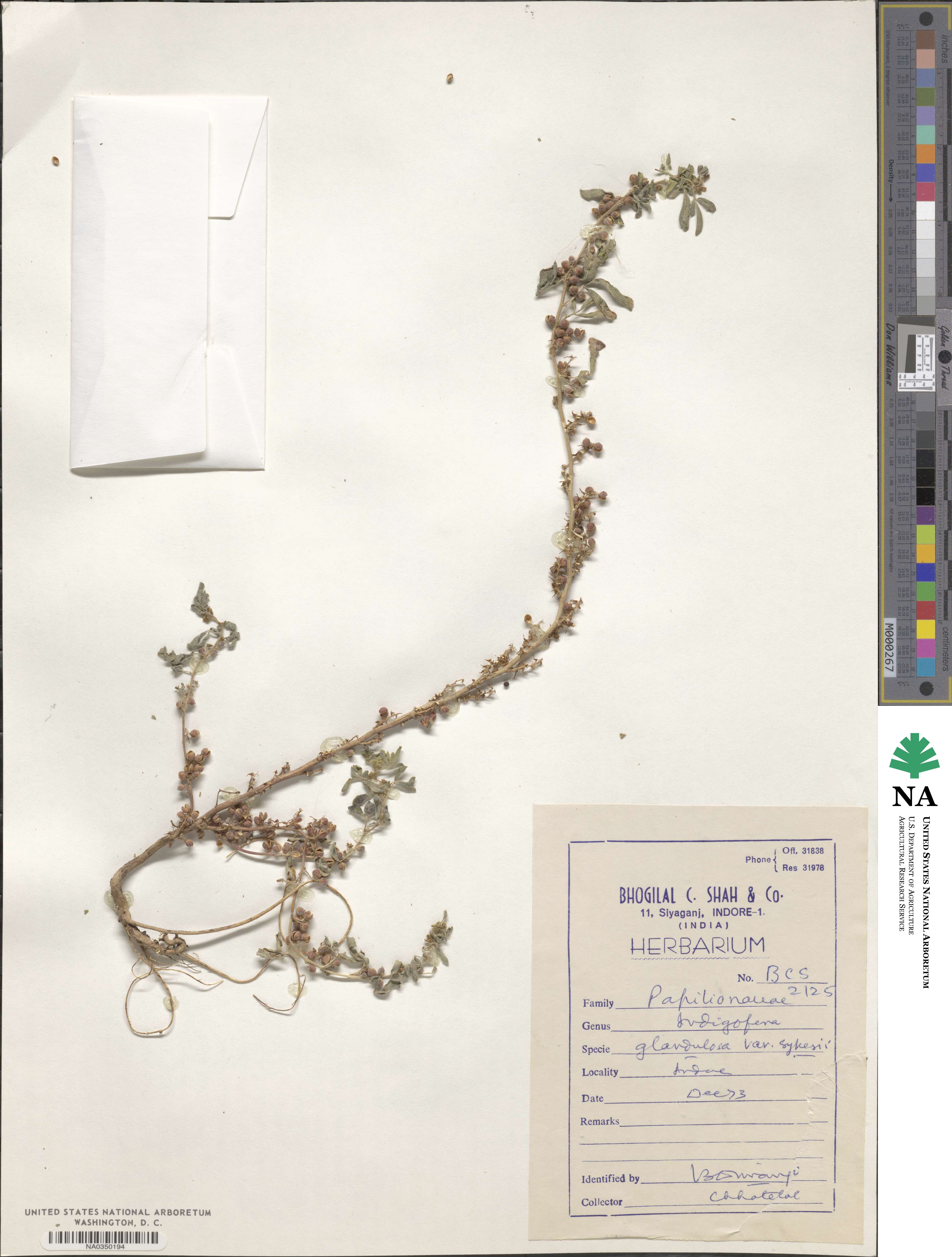 Indigofera glandulosa image