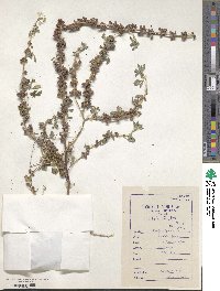 Indigofera glandulosa image