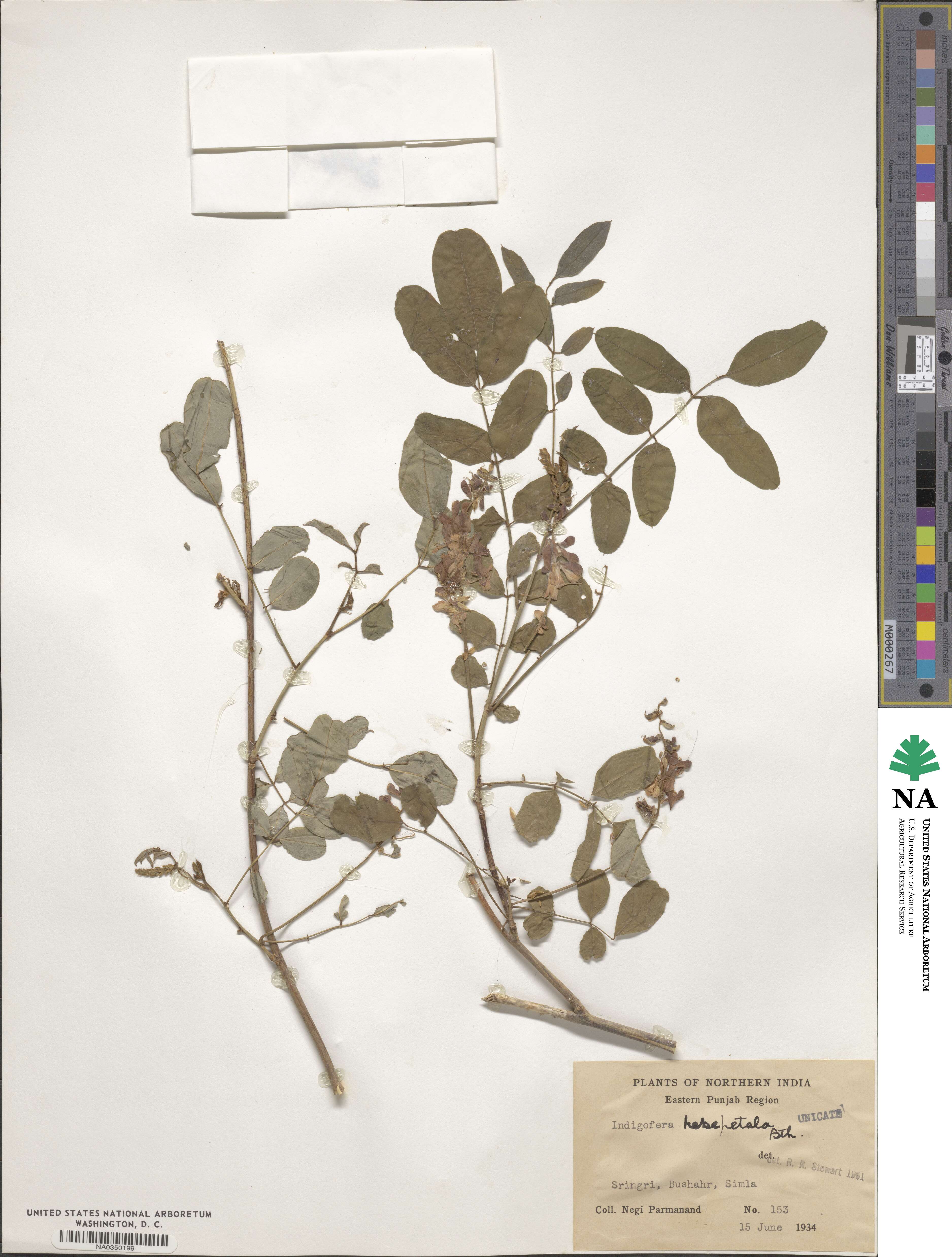 Indigofera hebepetala image