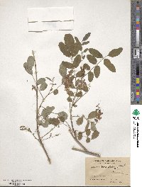 Indigofera hebepetala image