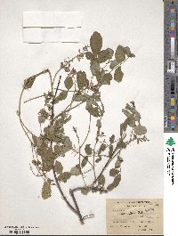 Indigofera hebepetala image