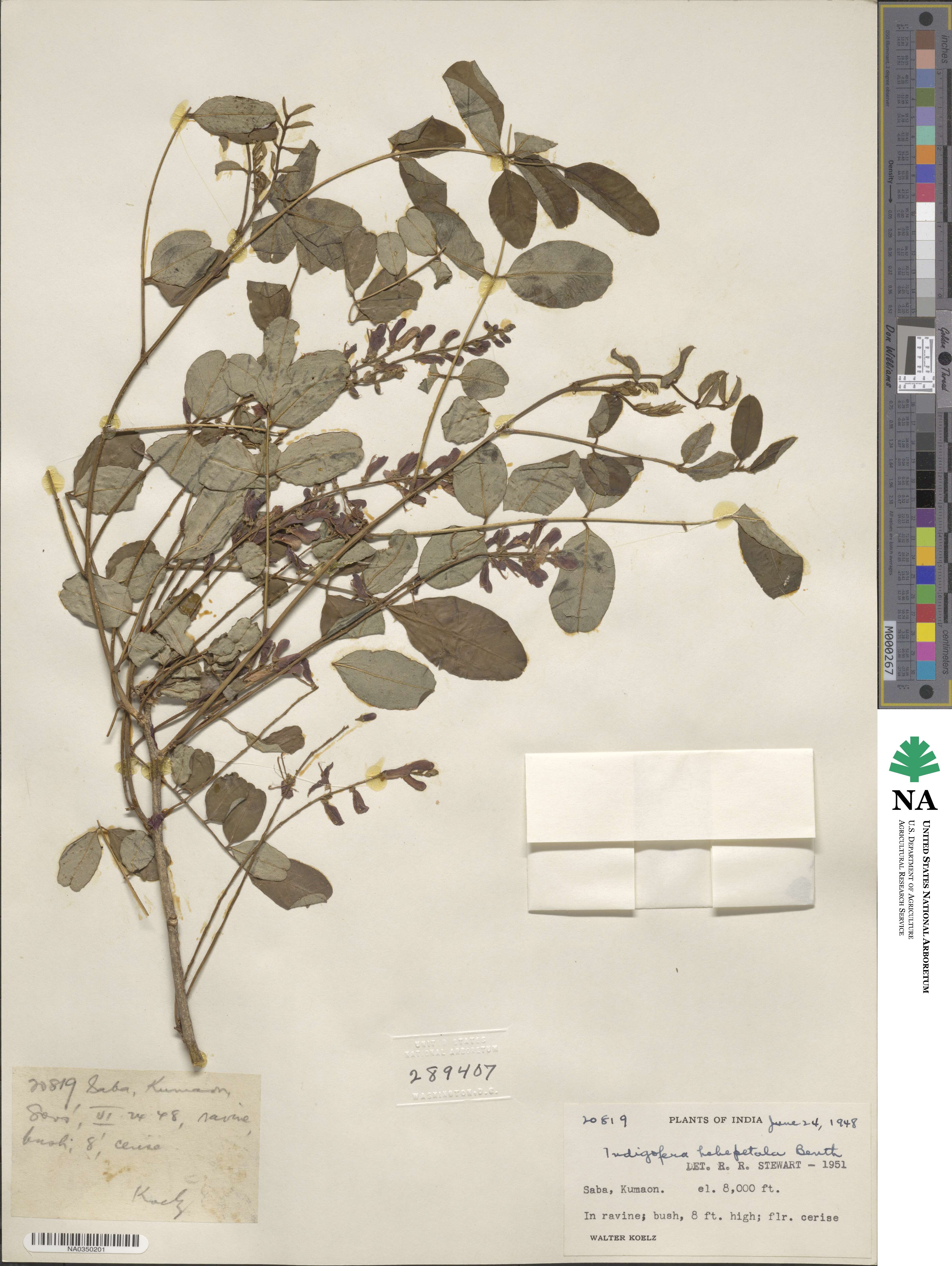 Indigofera hebepetala image