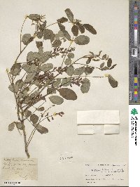 Indigofera hebepetala image