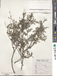 Indigofera heterantha image