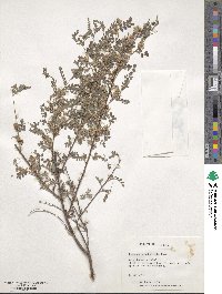 Indigofera heterantha image