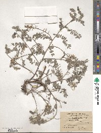 Indigofera heterantha image