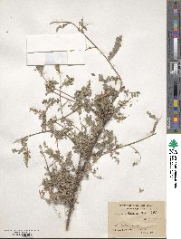 Indigofera heterantha image