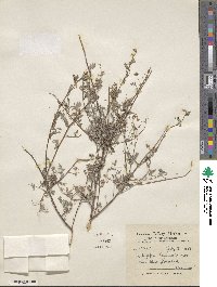 Indigofera heterantha image