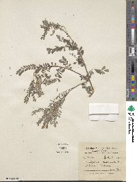 Indigofera heterantha image