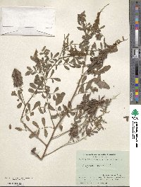 Indigofera hirsuta image