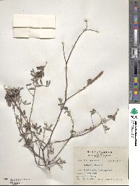 Indigofera hirsuta image