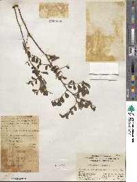 Indigofera hirsuta image