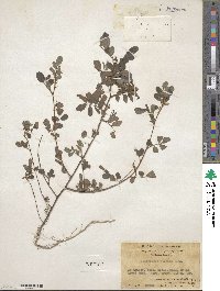 Indigofera hirsuta image