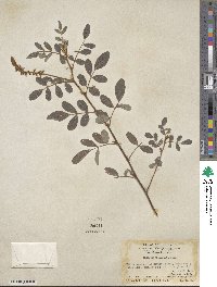 Indigofera hirsuta image