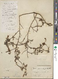 Indigofera hirsuta image