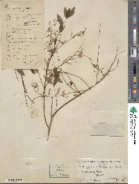 Indigofera incarnata image