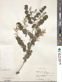 Indigofera kirilowii image