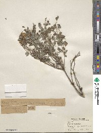 Indigofera kirilowii image