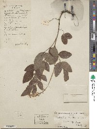 Indigofera kirilowii image