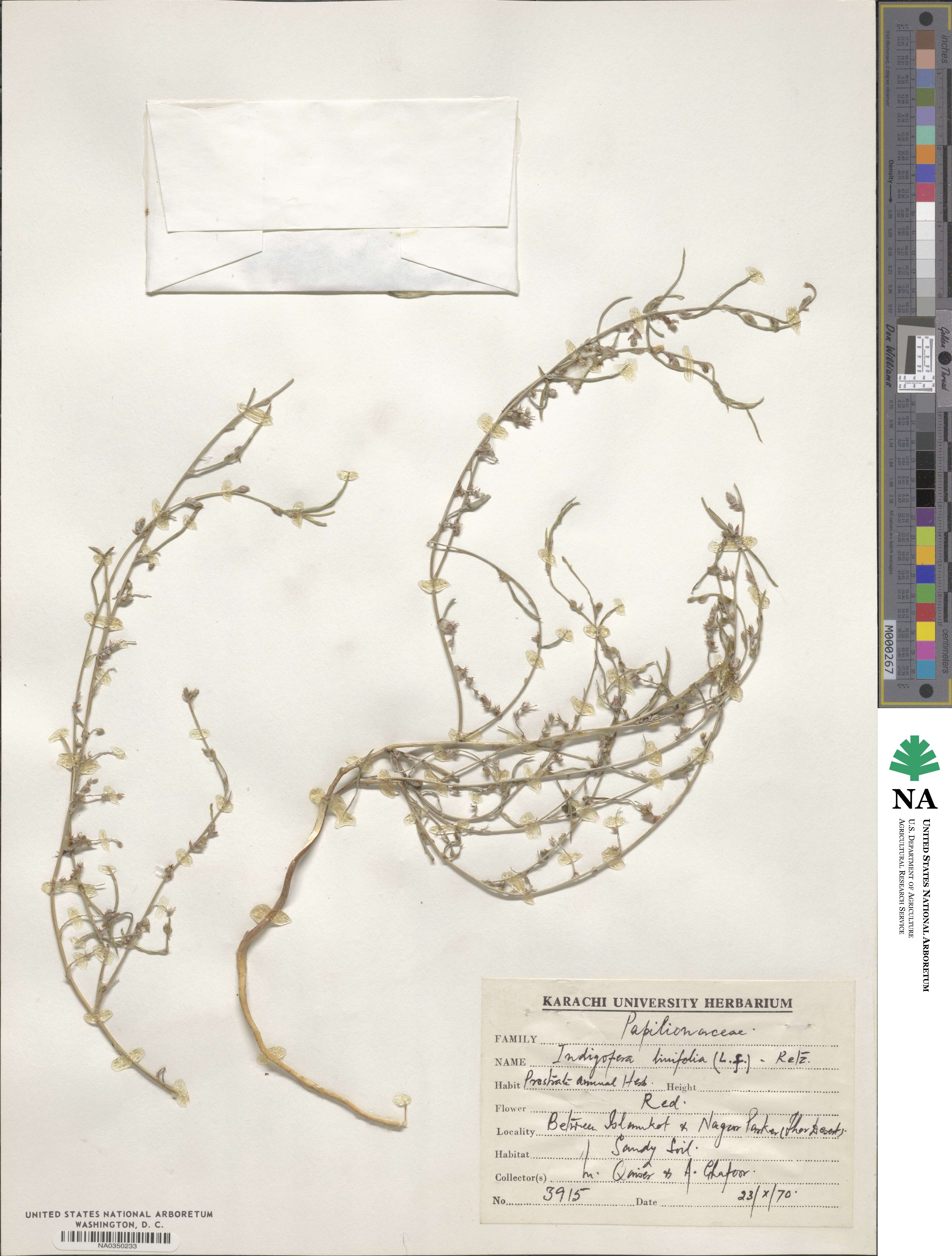 Indigofera linifolia image