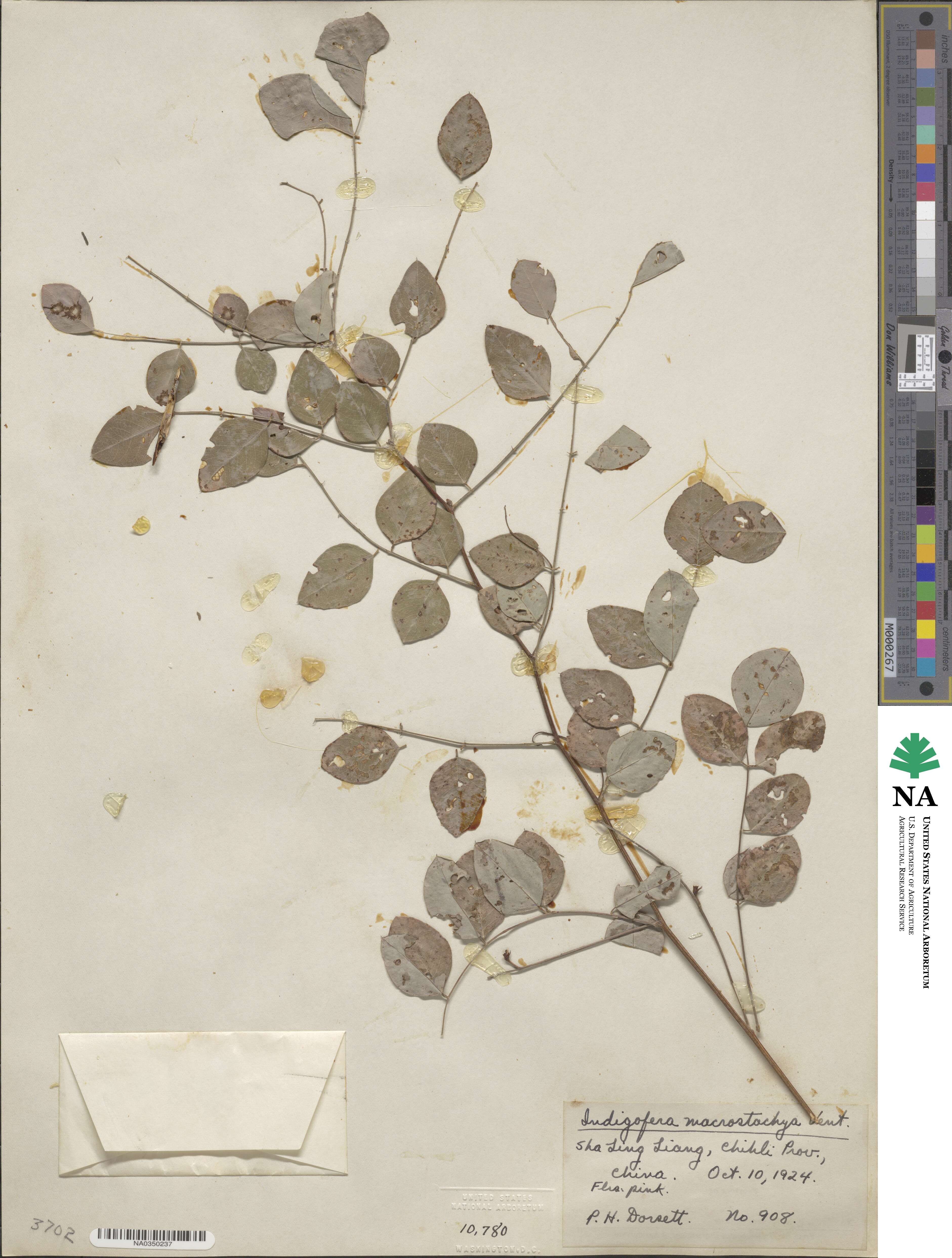 Indigofera macrostachys image