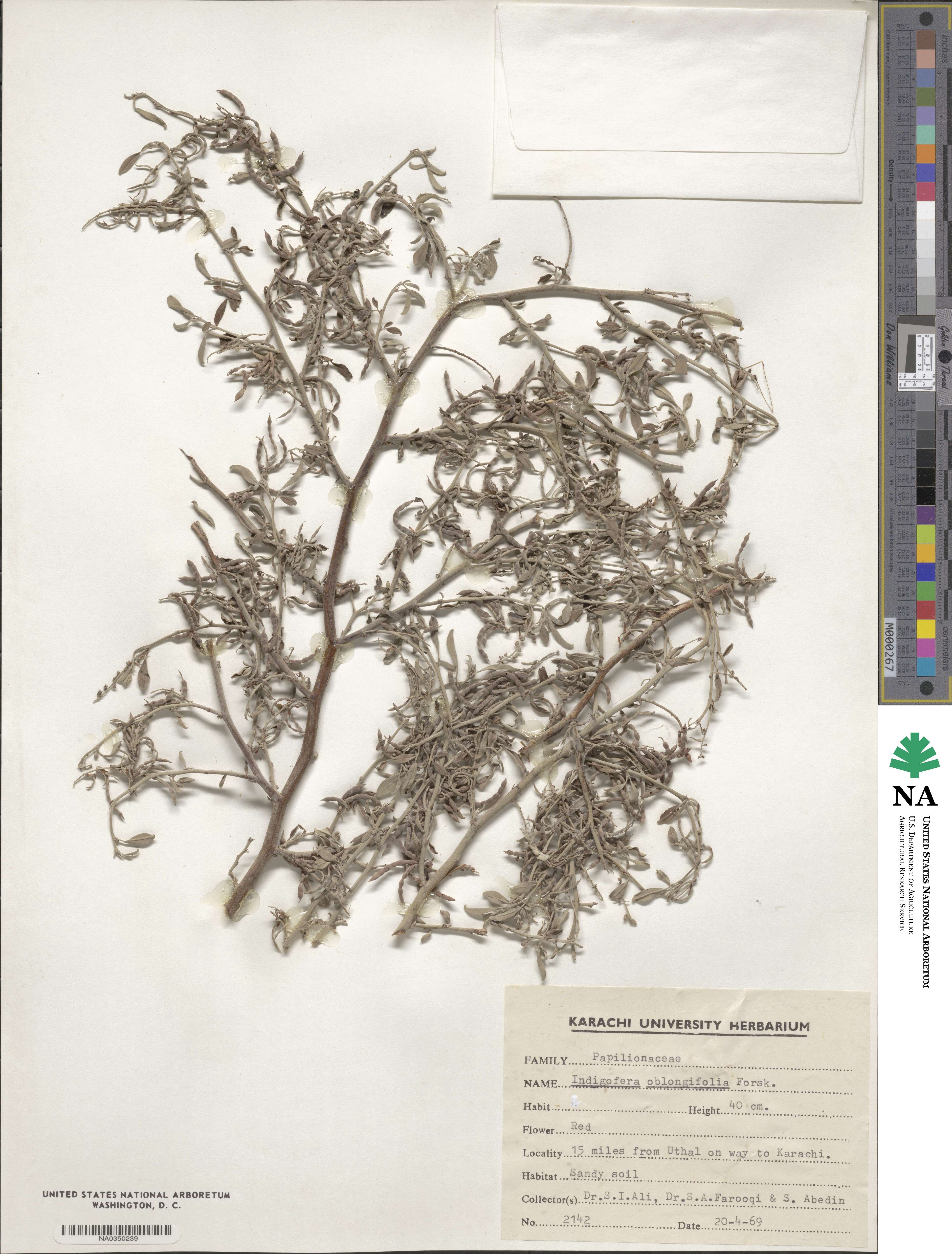 Indigofera oblongifolia image