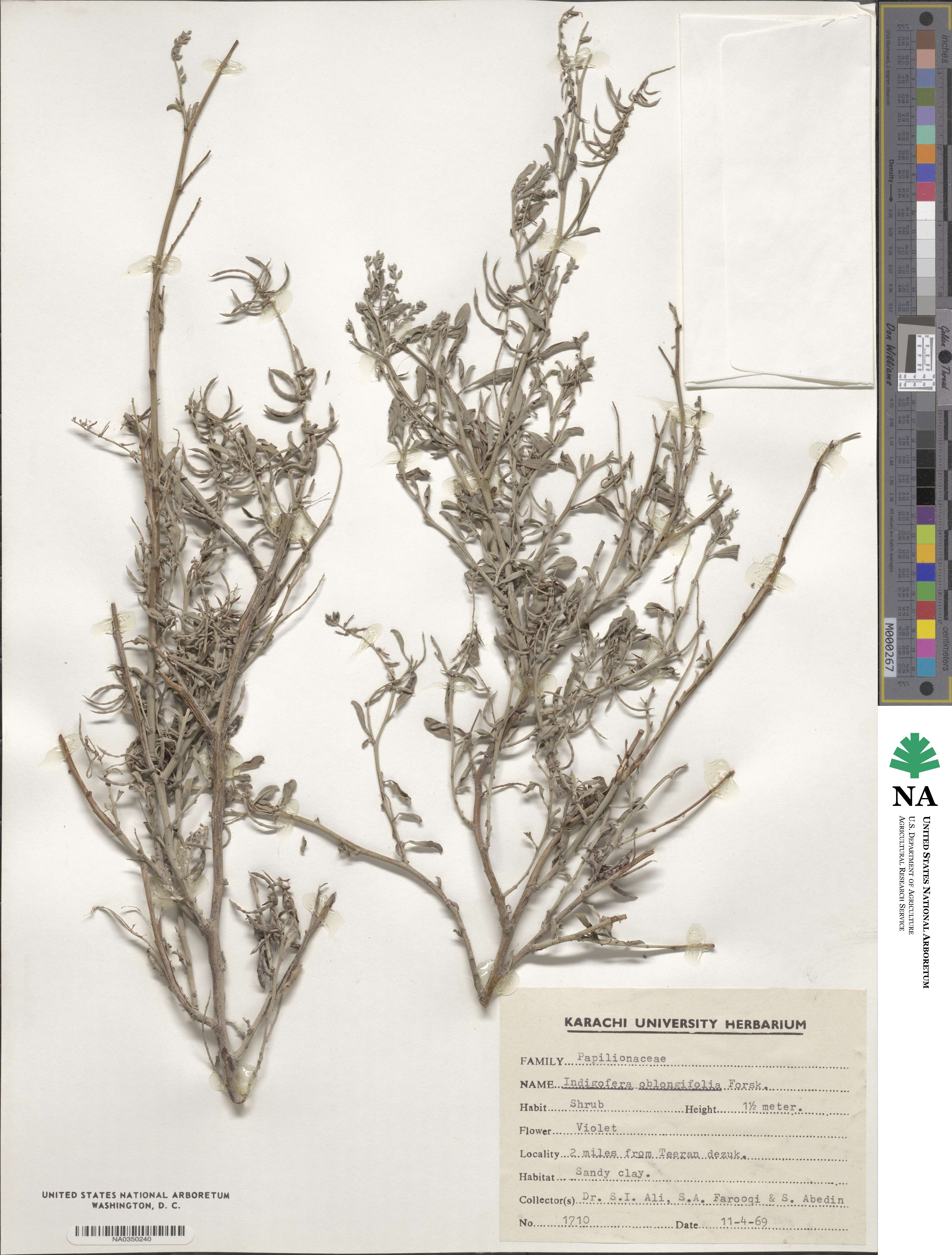 Indigofera oblongifolia image